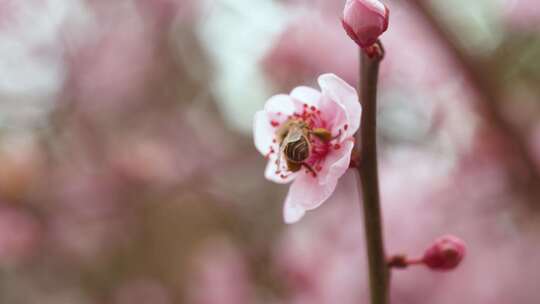 春暖花开蜜蜂采蜜飞舞