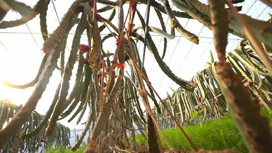 火龙果树 火龙果种植基地