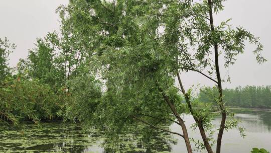 农村房屋花草树木绿色植物菜园