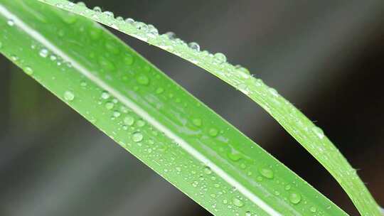 谷雨季节叶片上的水滴水珠雨水