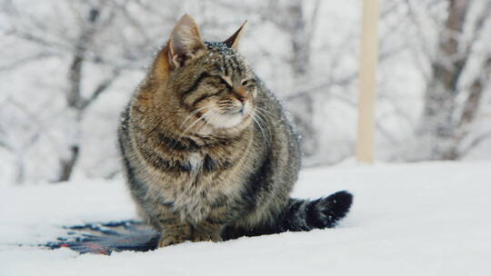 猫坐在雪地里休息视频素材模板下载