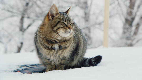 猫坐在雪地里休息