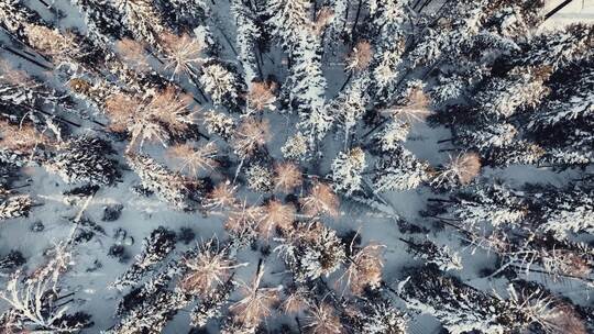 雪景森林针叶林航拍