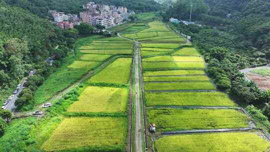 中国广东省广州市白云区太和镇白山村稻田