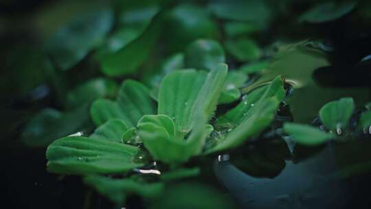 大薸水中绿植池塘春天春雨春意盎然2613