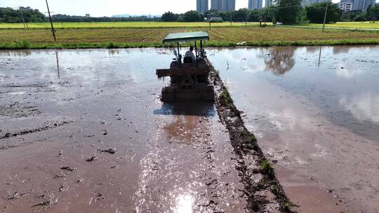 水稻稻田