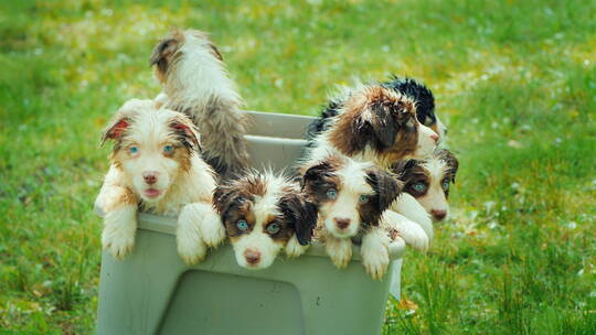 一群小狗在篮子里视频素材模板下载