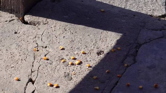 发霉的玉米散落的玉米粒苞米粒