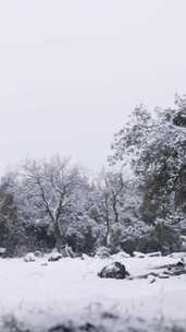 雪，冬天，树木，寒冷