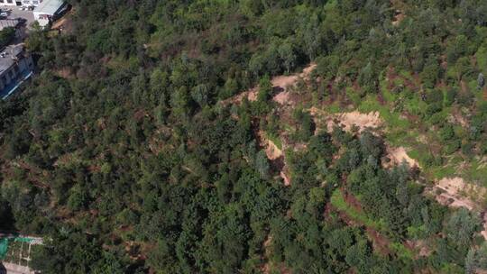 航拍深圳城市生态绿化