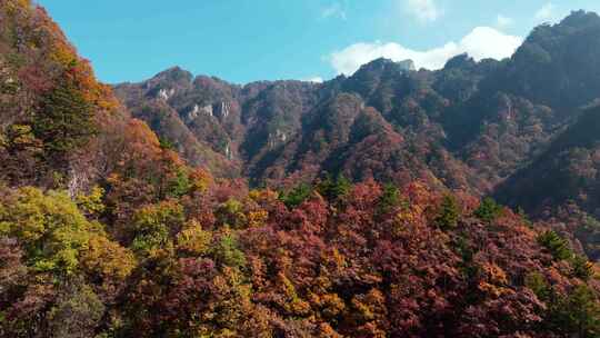 南阳老界岭秋景风光