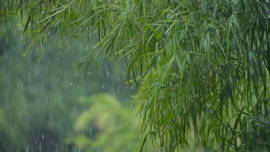 大雨冲刷竹林