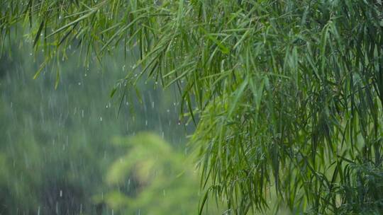 大雨冲刷竹林视频素材模板下载