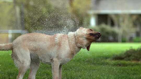 狗甩水