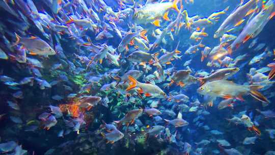 海洋馆水族馆热带泰国淡水鱼泰国鲫红鳍鲫