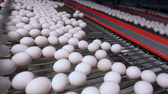 工厂输送机上的白色鸡蛋视频素材模板下载