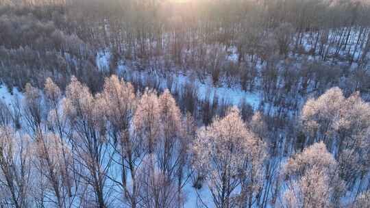 雪原树林唯美阳光雾凇