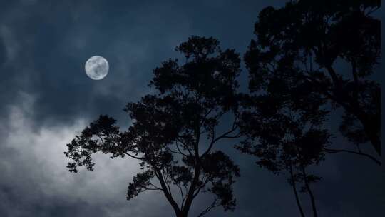 中秋节树枝树梢月亮空镜