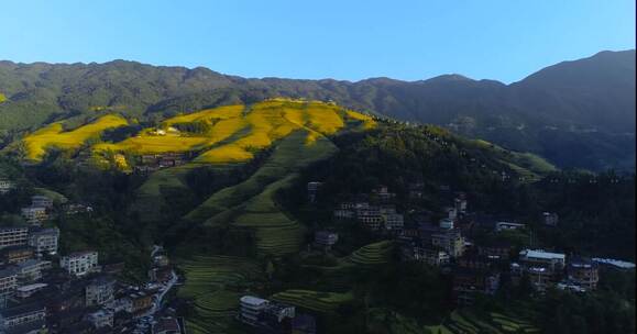 梯田 秋 乡村