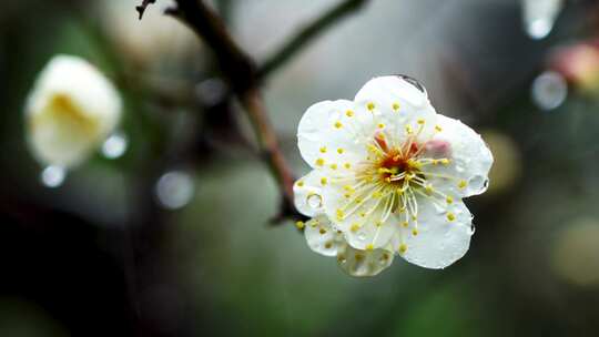 春雨中梅花花朵特写,梅花花瓣上的雨滴水珠
