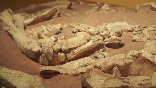 科学家挖掘远古动物恐龙骨架视频素材模板下载