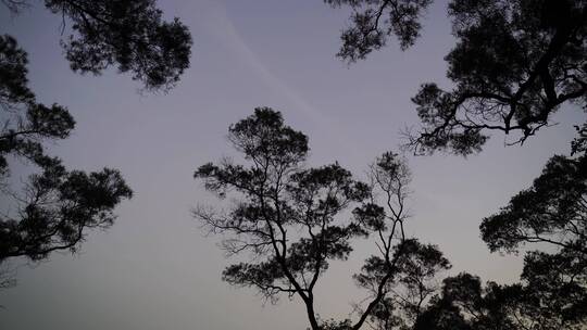 树剪影仰拍树木夜晚树林晚上树木风吹树枝