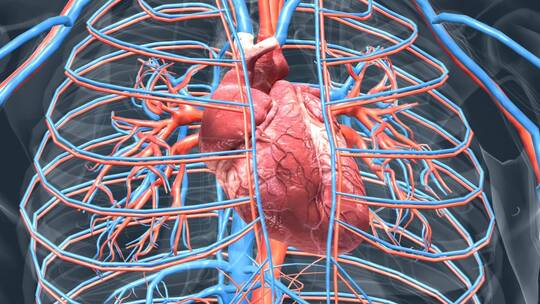 3D人体器官心脏心跳三维动画