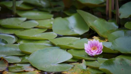 睡莲，花，水生草药，叶子