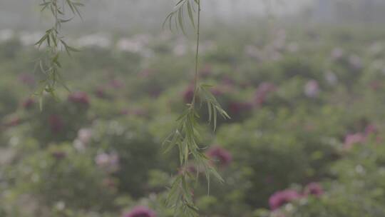 牡丹花种植LOG视频素材