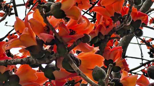 木棉花树枝特写