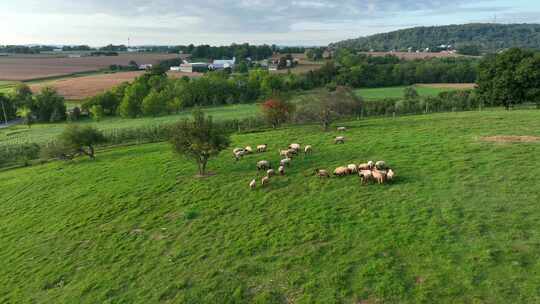 绿色草地上的一群羊。美国农场的鸟瞰图。