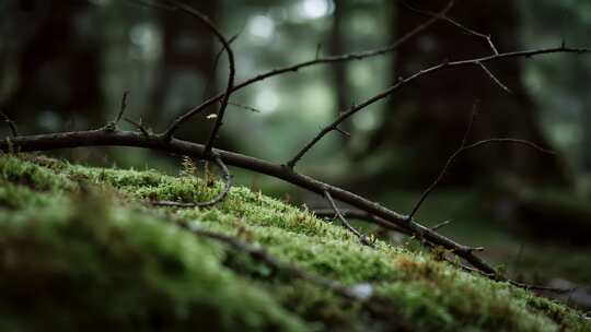 青苔微距特写