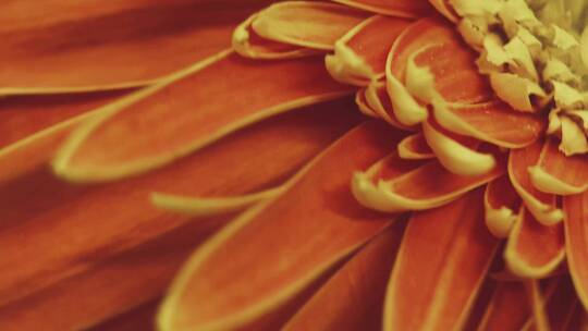 鲜花摄影非洲雏菊橘黄色