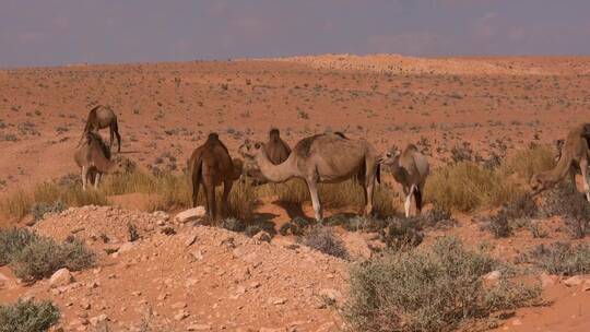 戈壁骆驼 骆驼