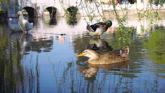 翠湖水中悠闲的鸭子
