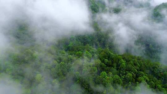 云雾森林树植物护林松树林山川山区