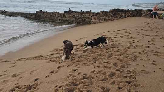狗狗在海边玩耍视频素材模板下载