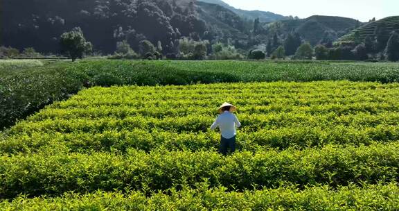 茶叶茶园武夷山茶庄大自然茶园