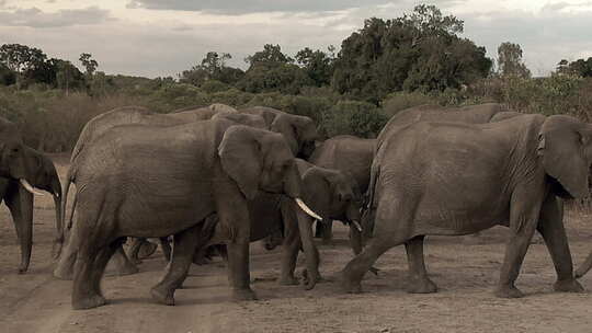 大象象群超清视频素材