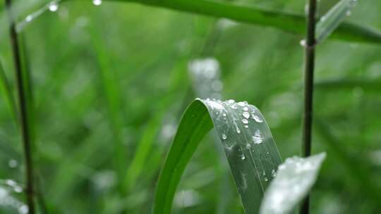 芦苇 露珠视频素材模板下载