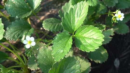 草莓花 草莓叶 草莓幼苗 草莓幼果 种植