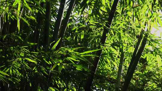 竹园竹林竹子竹叶光影唯美意境