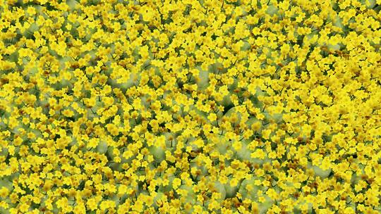 黄色野花 动态花朵