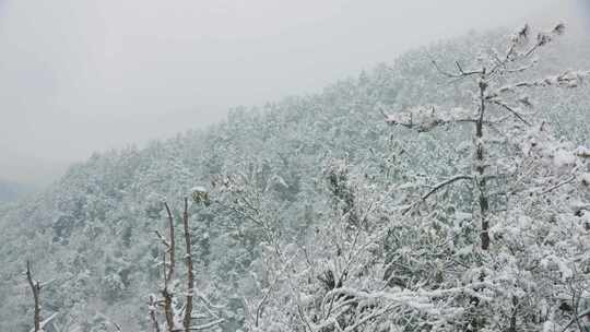 雪覆高山森林远景