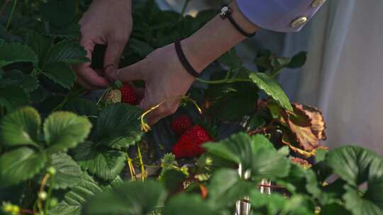 春天果园里采摘草莓视频素材模板下载