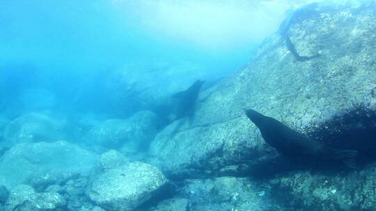 海底的海豚视频素材模板下载