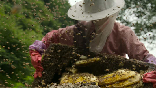 养蜂人取蜂蜜
