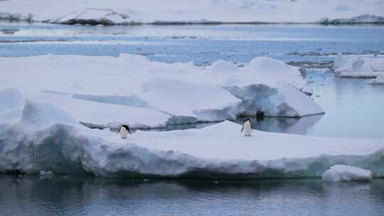 南极洲浮冰上的两只企鹅