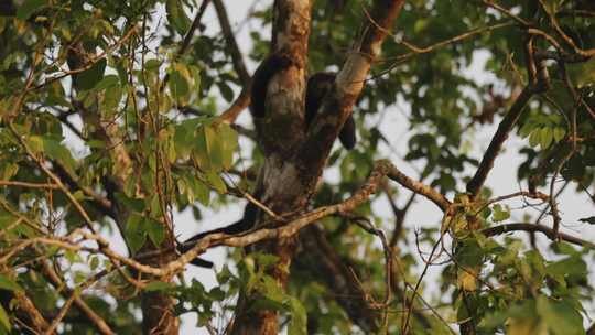 Howler Monkey，猴子，哥斯达