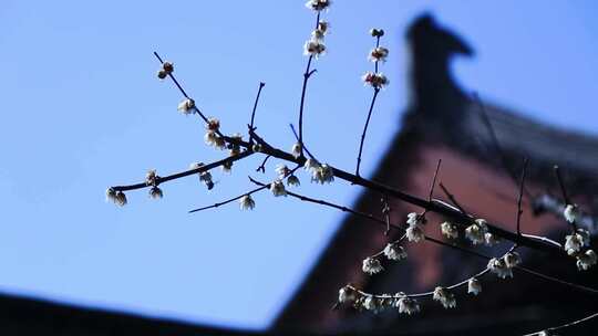 唯美春天立春园林梅花古建筑诗音梅花